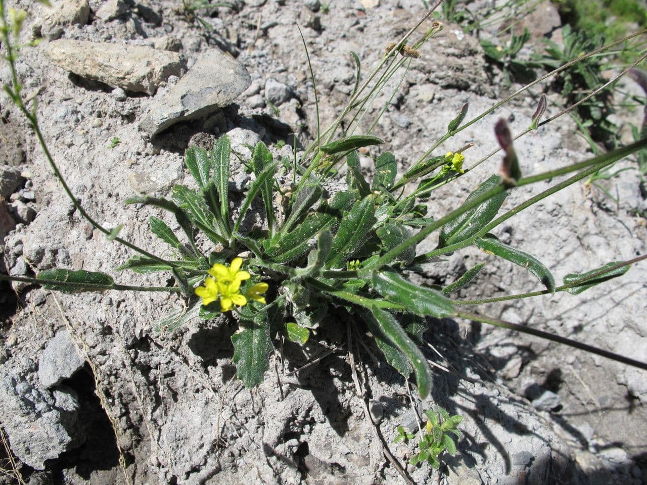 Biscutella arvernensis 9