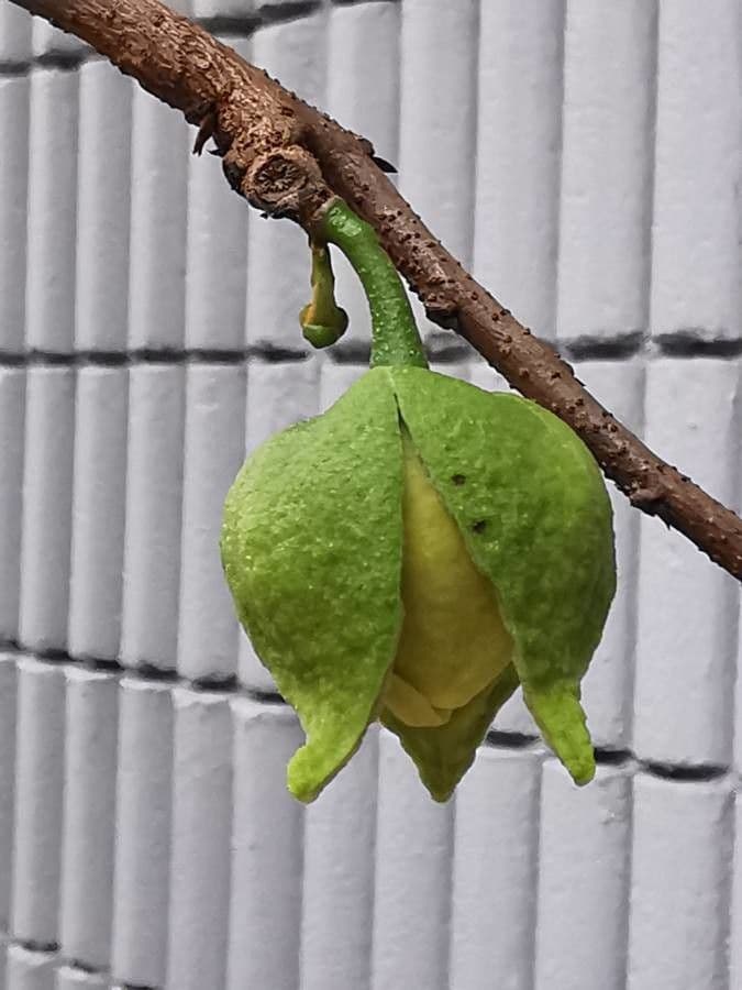 Korkbaum 4