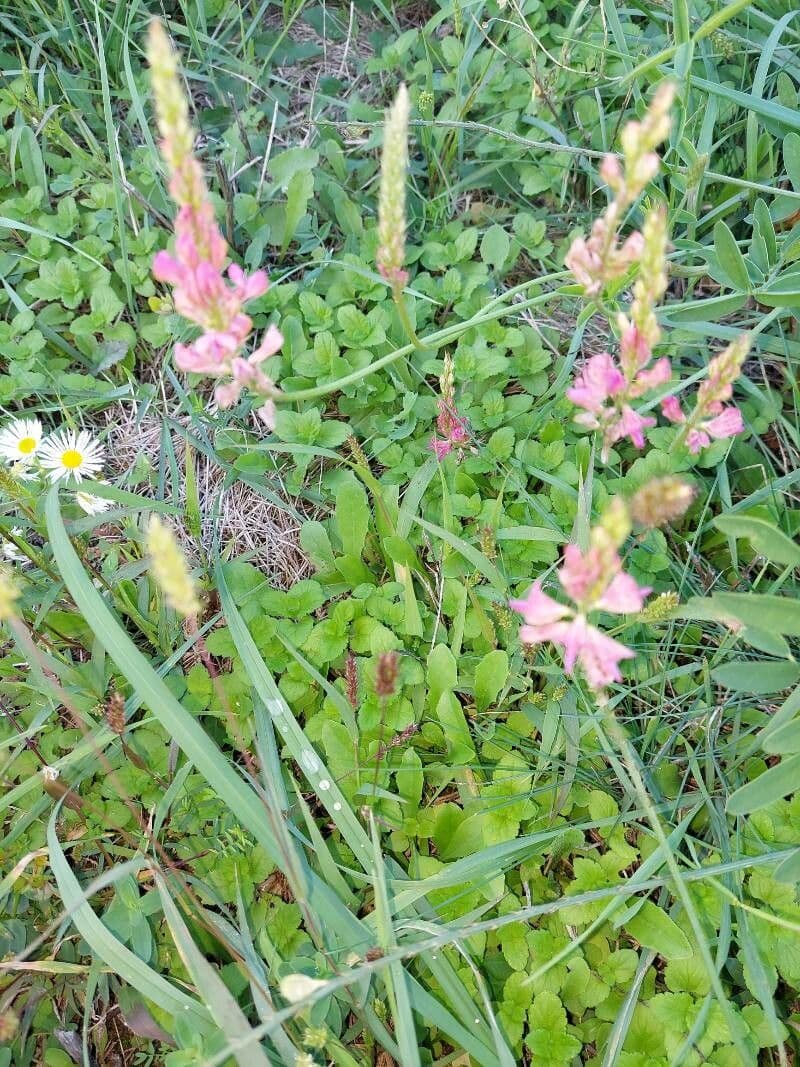 Sulla arenaria 12