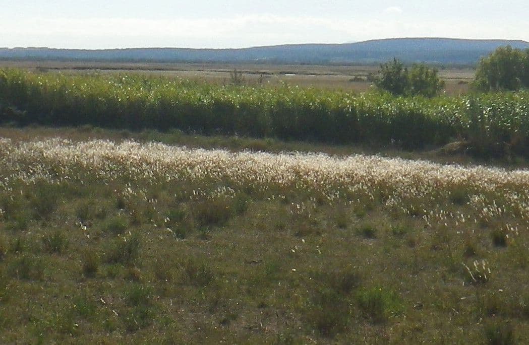 Trnitý modřenec 15
