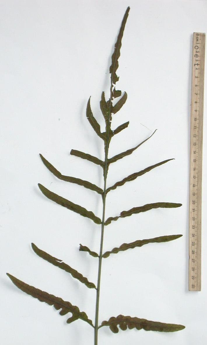 Bolbitis portoricensis 8