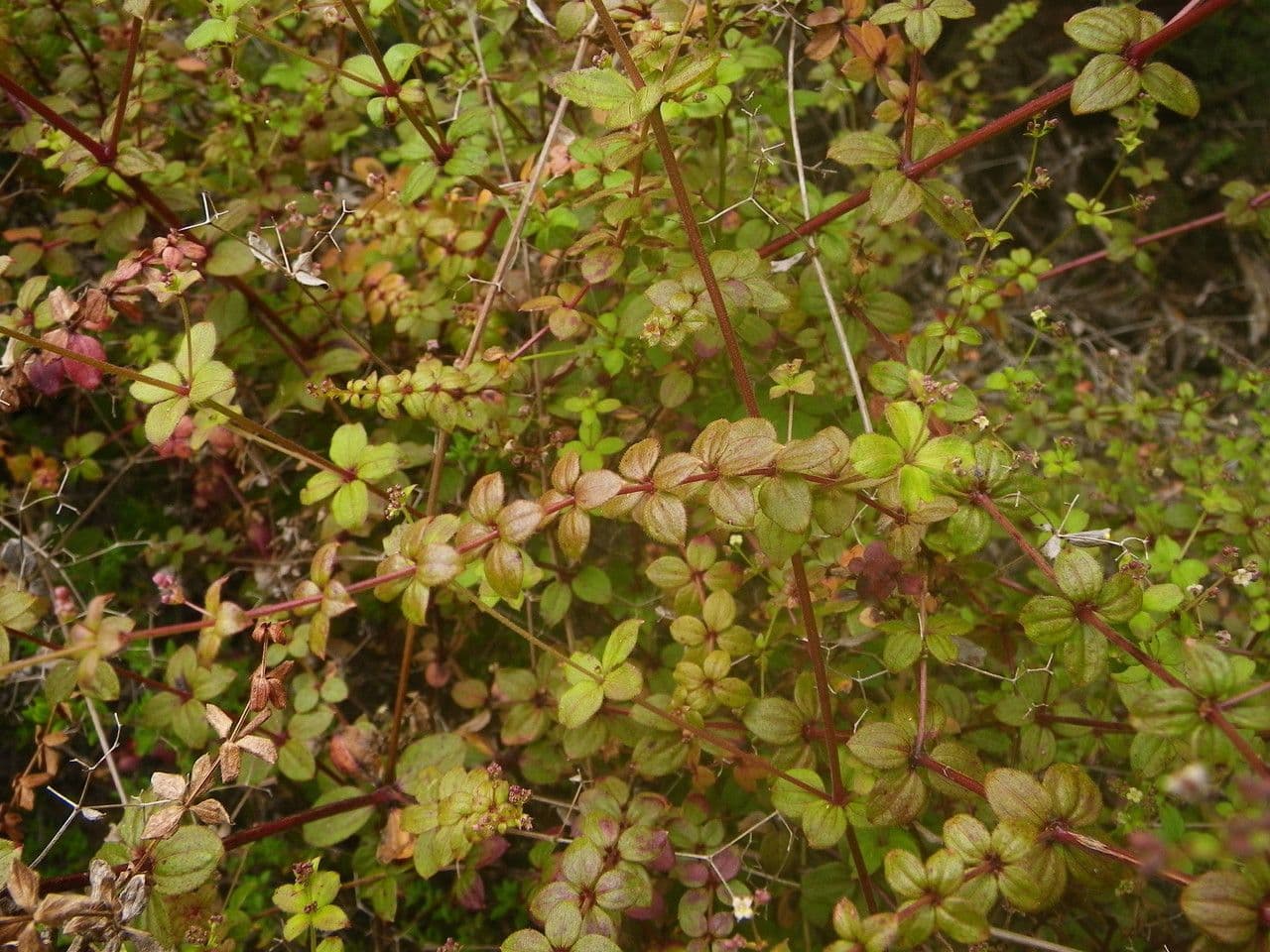 Galium 10