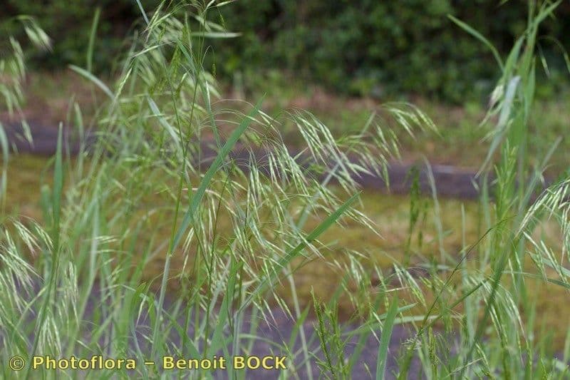 Bromus japonicus 5