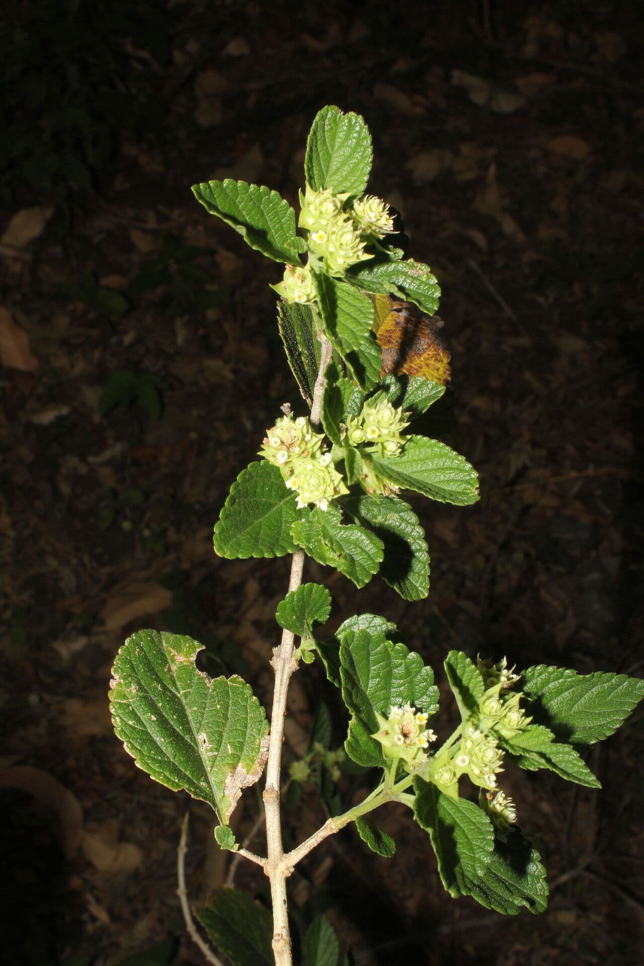 Lippia 12
