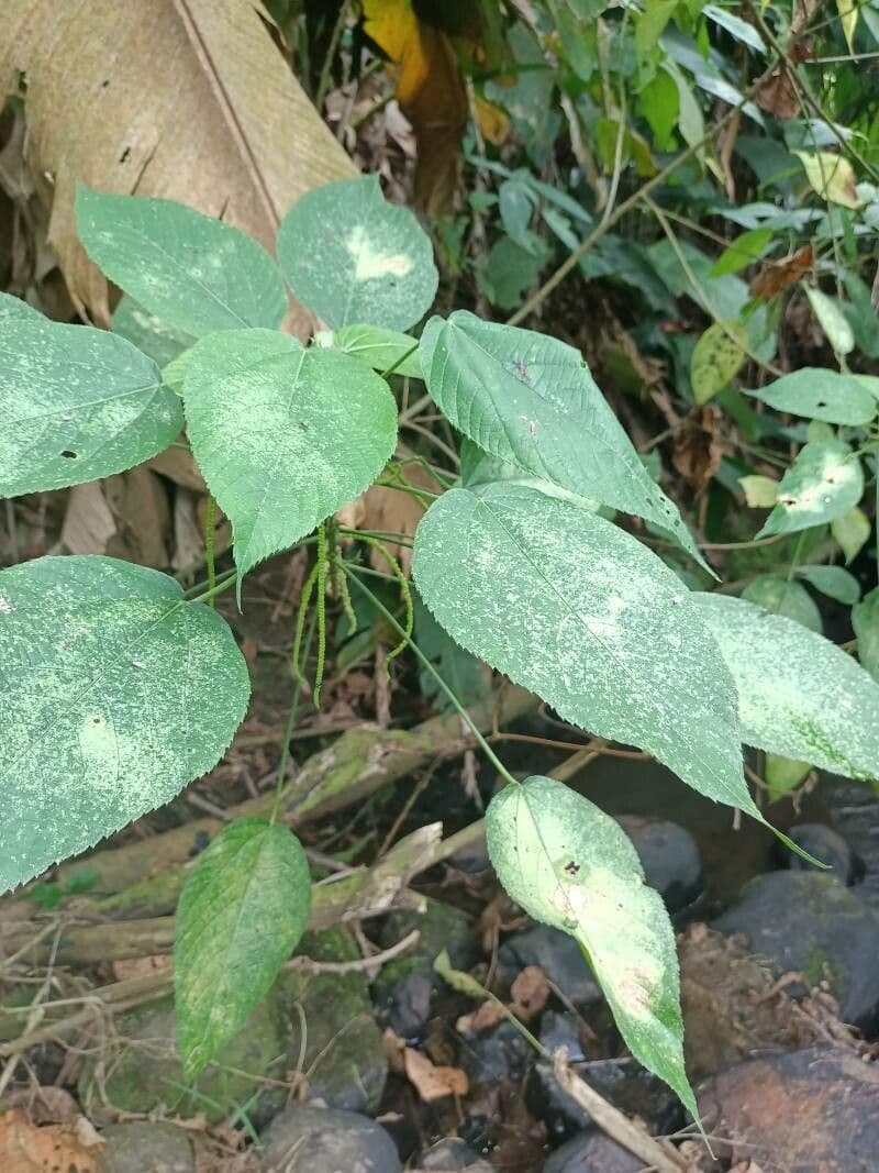 Acalypha a spiga grande 20