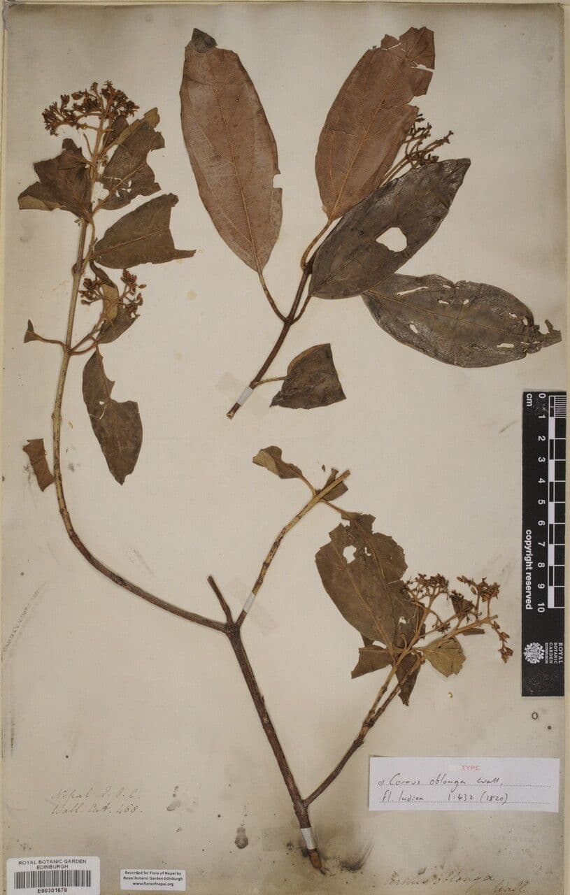 Cornus 8