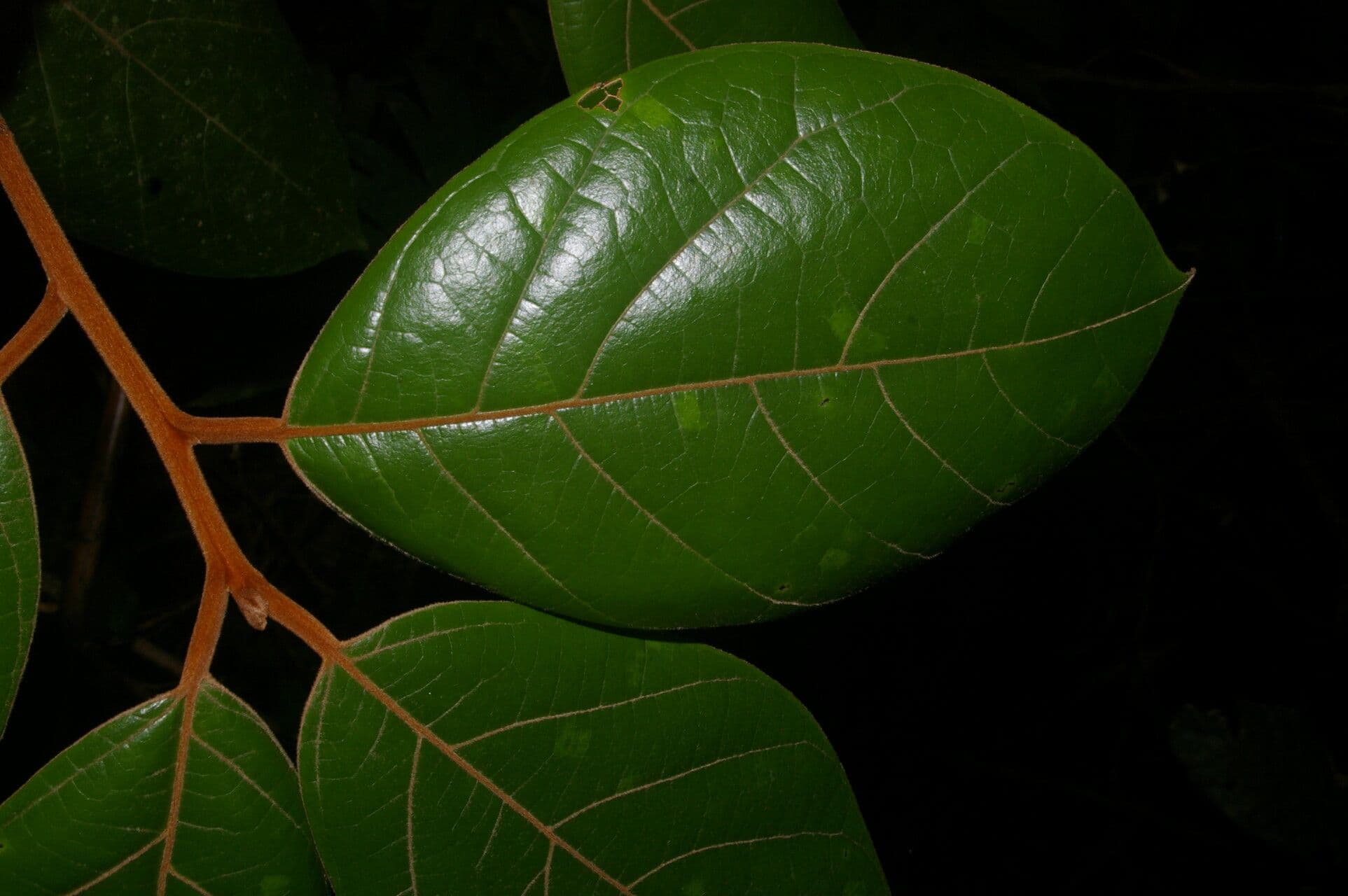 Ocotea 9