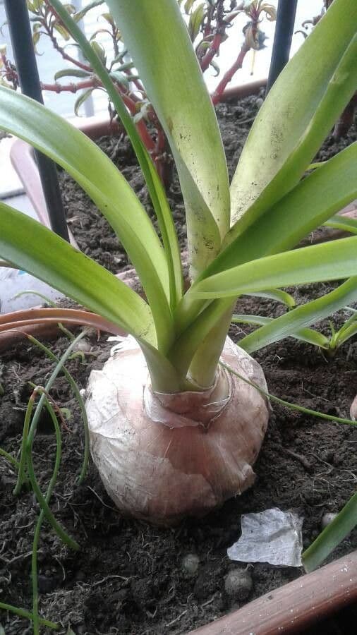 Albuca 20