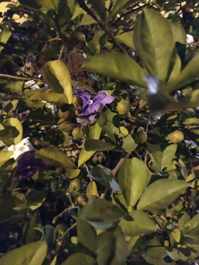 Manaca 3