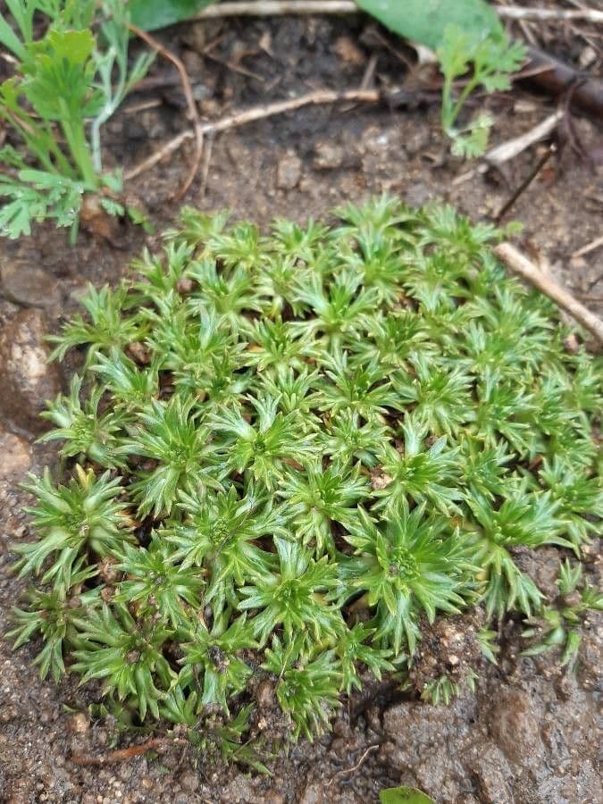 Azorella 11