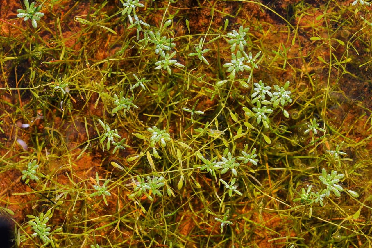 Callitriche brutia 12