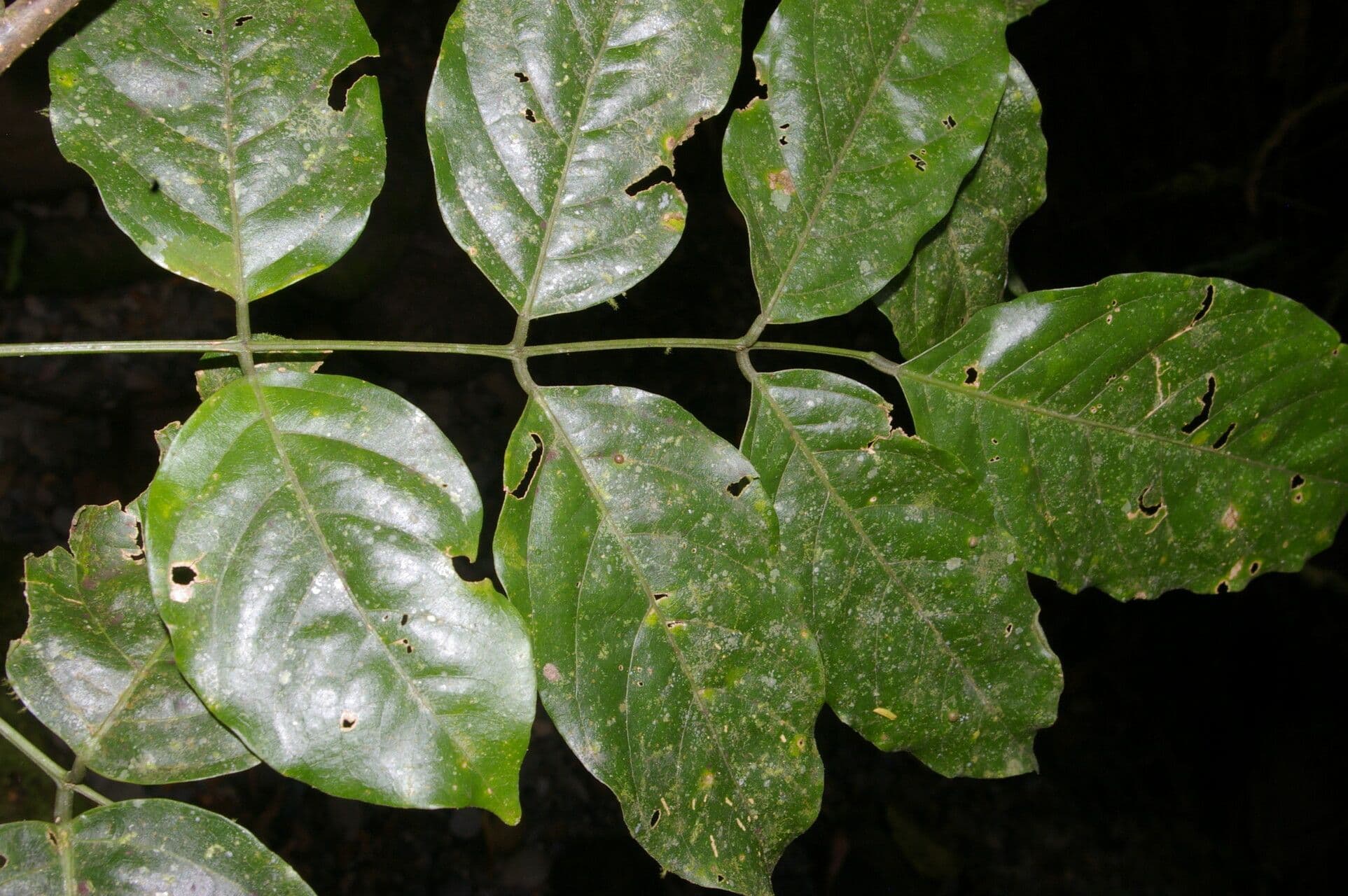 Lonchocarpus 2