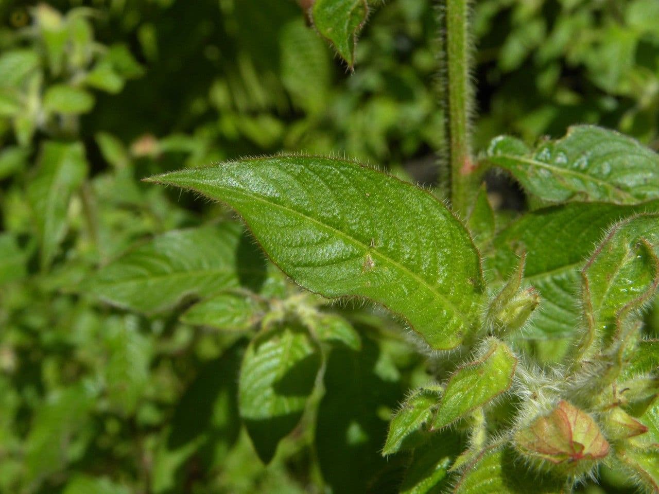 Ludwigia 6