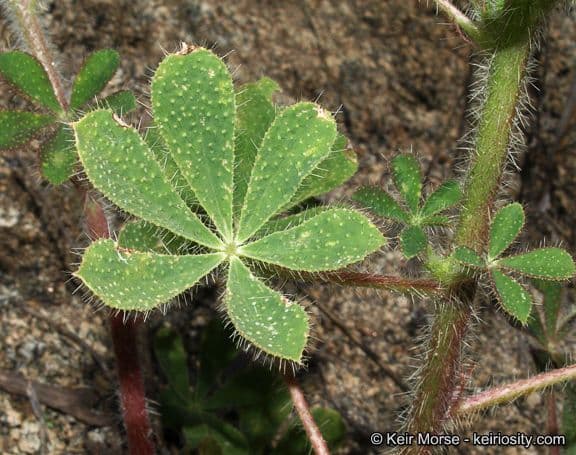 Borstiger Lupine 15