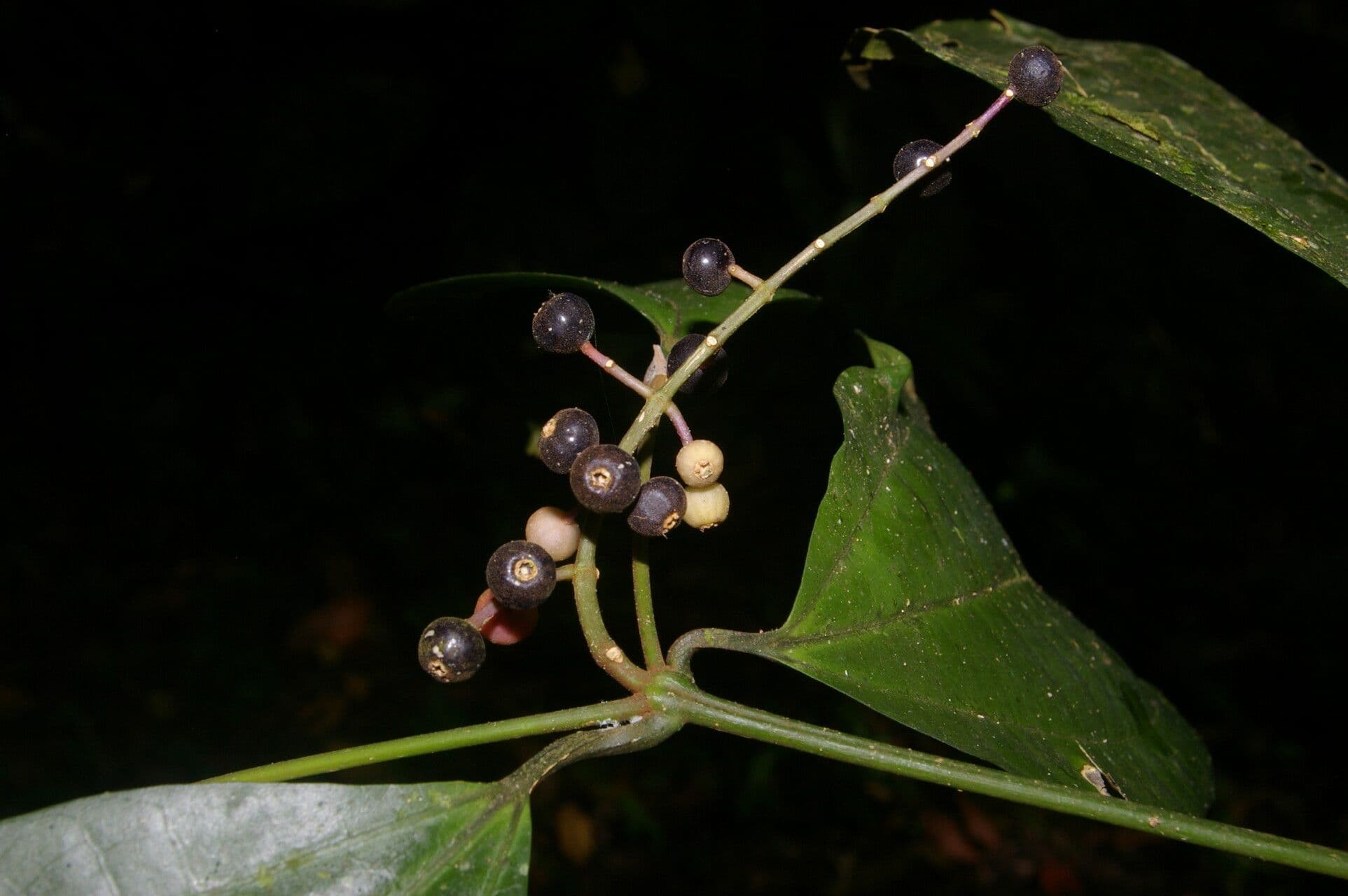 Miconia
