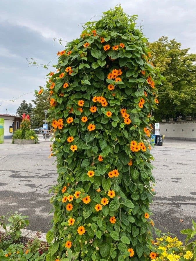 Geflügelte Klauenwinde 15
