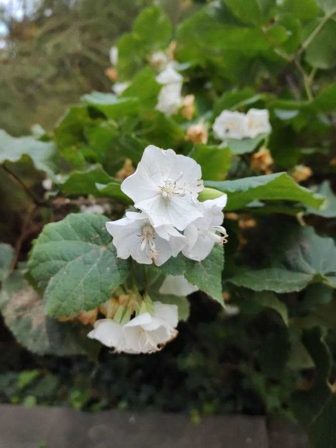 Dombeya
