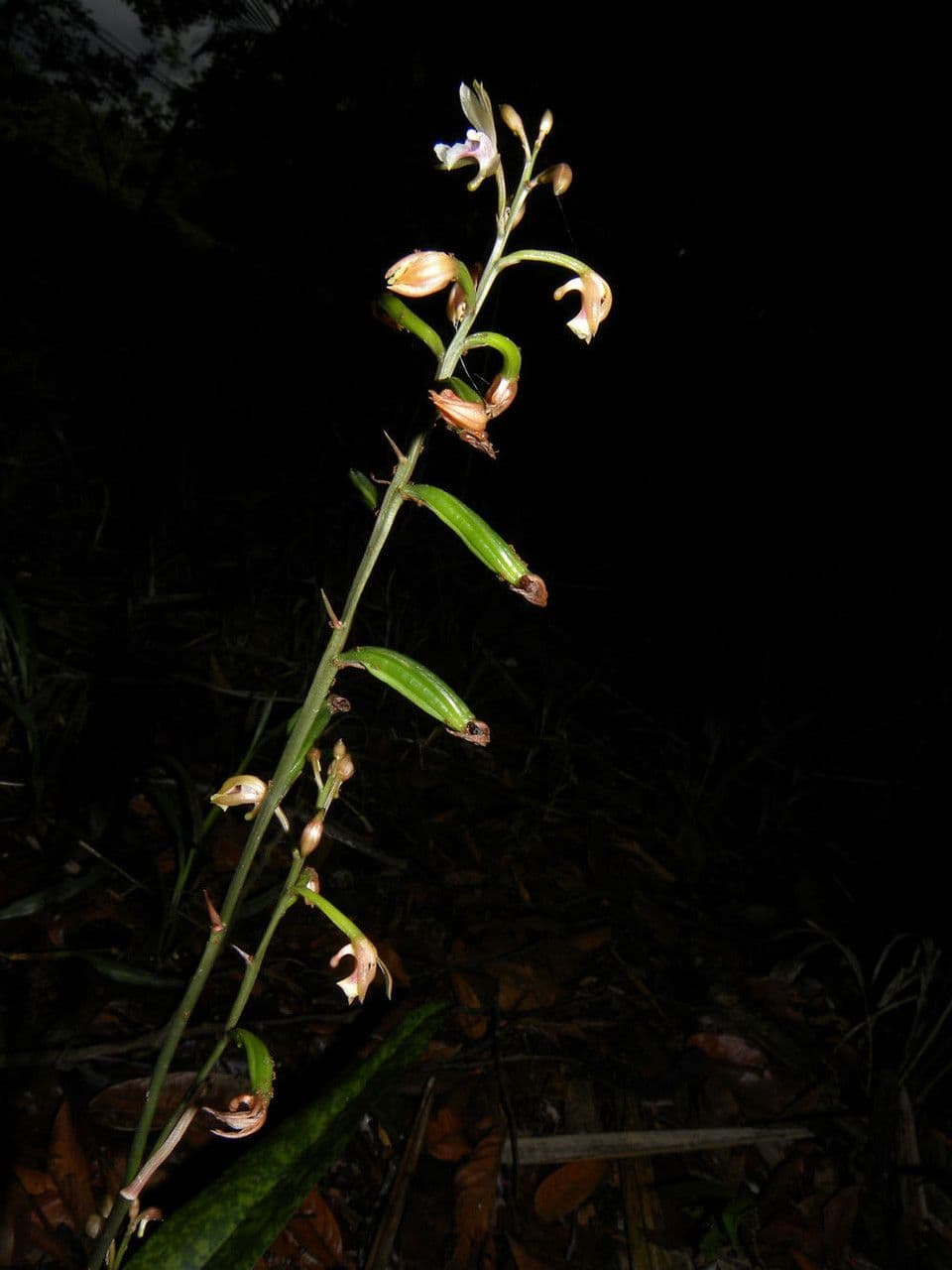 Orchidea monaca 3