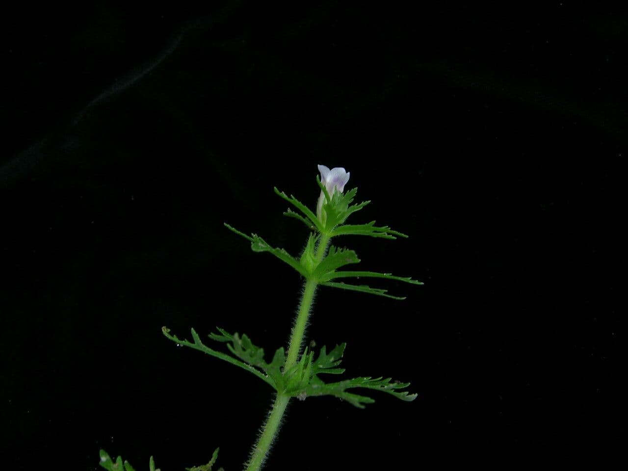 Limnophila 8