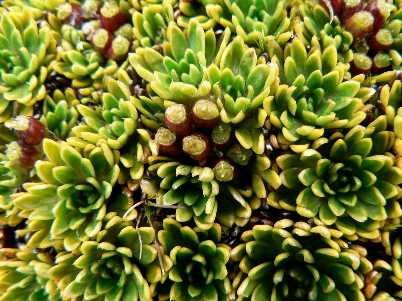 Azorella