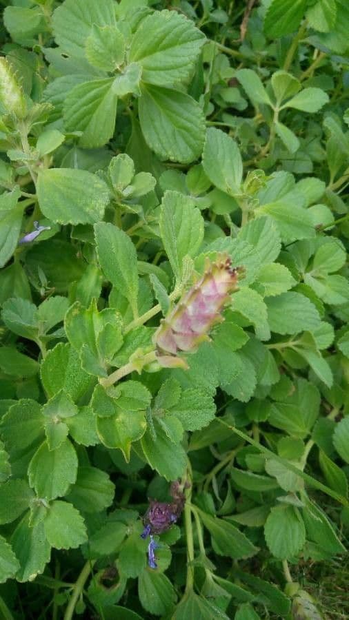Cuban-oregano 8