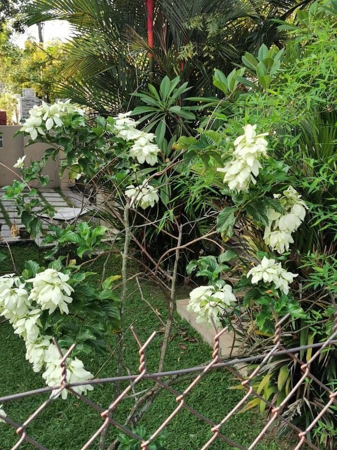 Mussaenda philippica 21