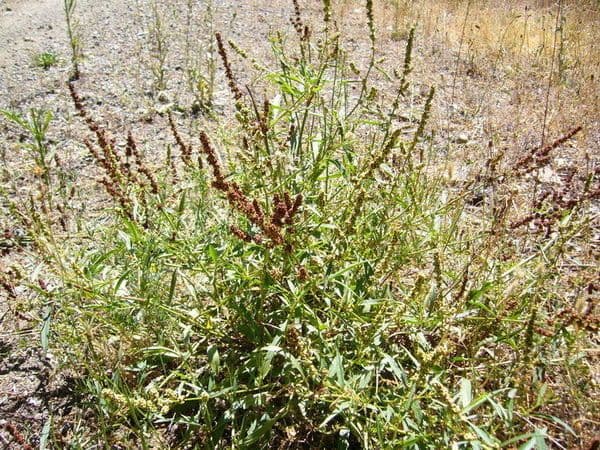 Rumex 12
