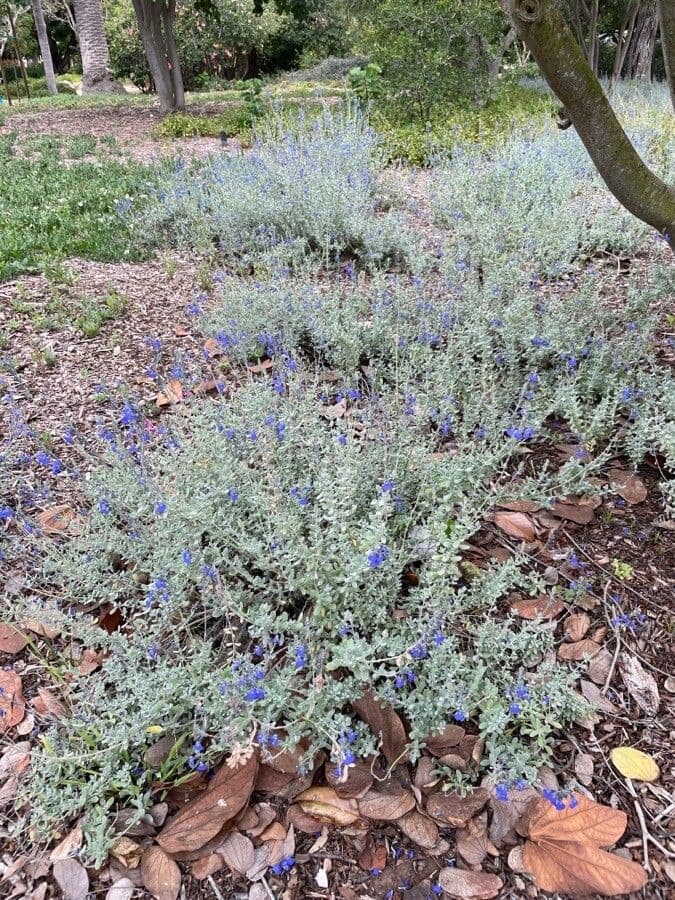 Salvia germandrina 7