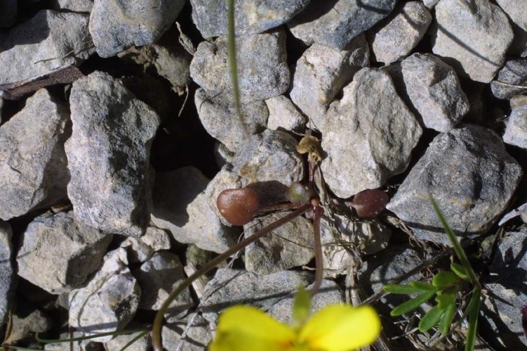 Styloide Glockenblume