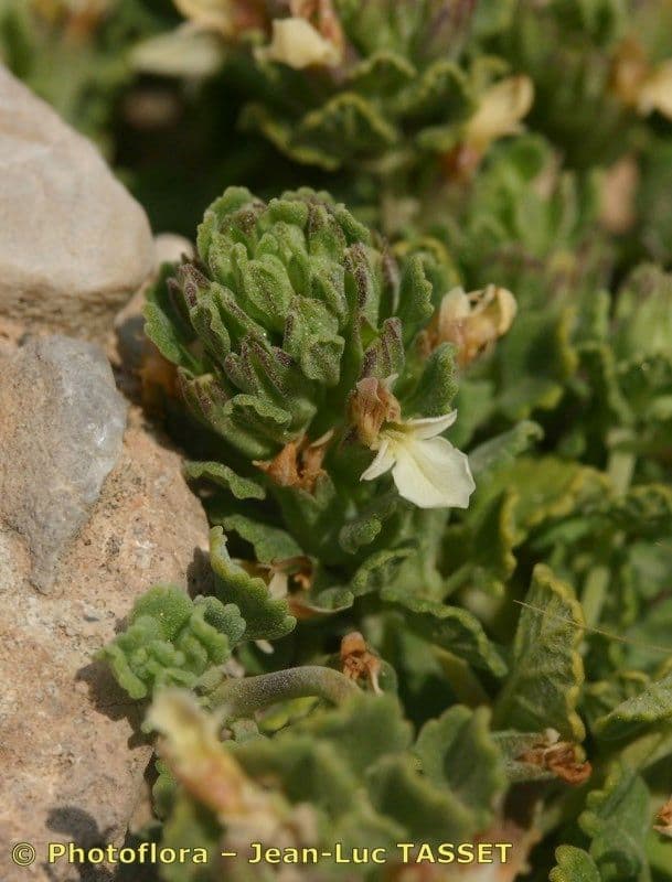 Teucrium buxifolium 3