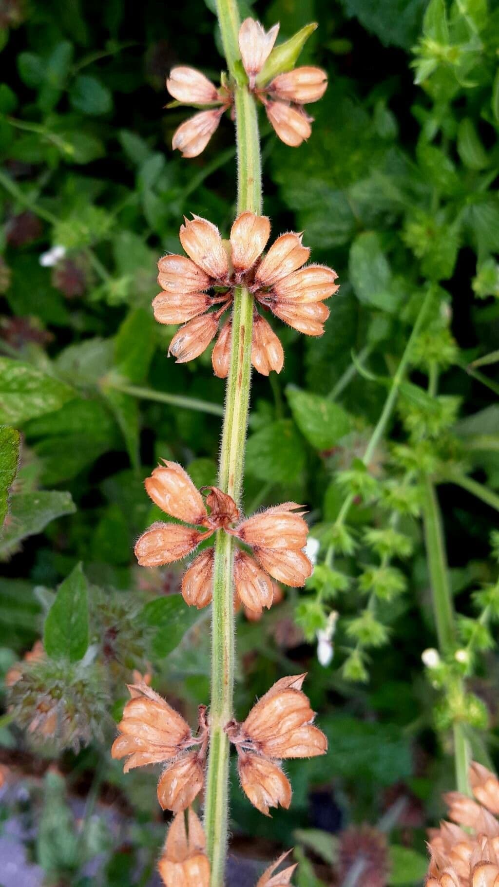 Salvia vischiosa 5