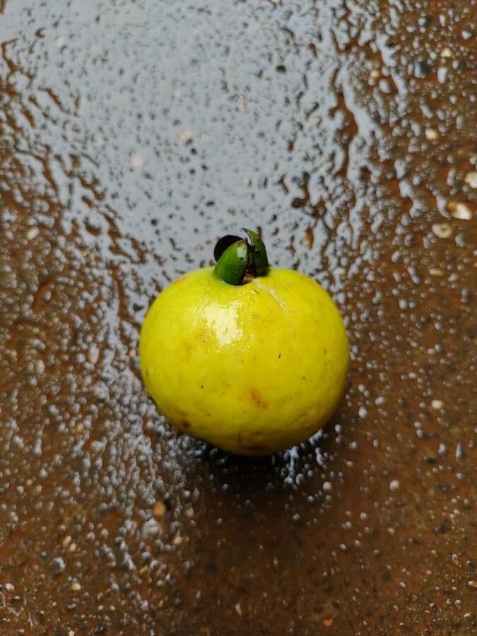 Guayaba 2