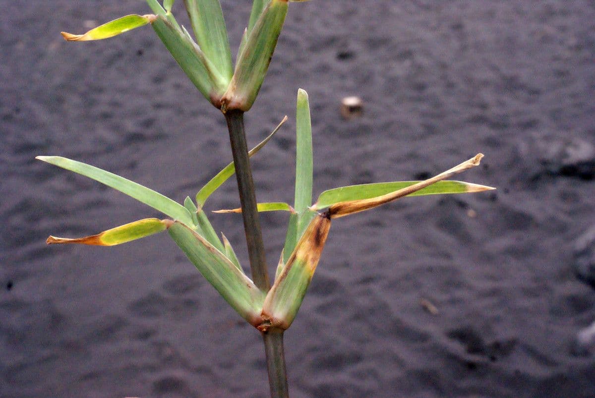 Stenotaphrum 9
