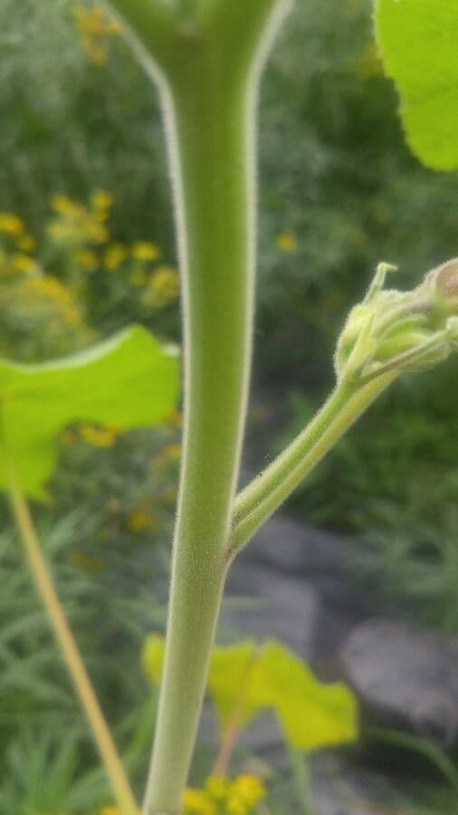 Abutilon di Teofrasto 21