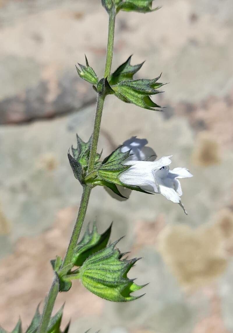 Lepechinia 3