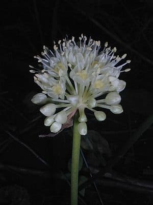 Cibule 10