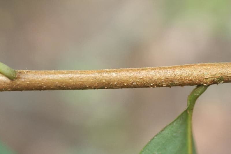 Xylopia nitida 15