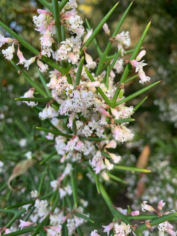 Colletia 3