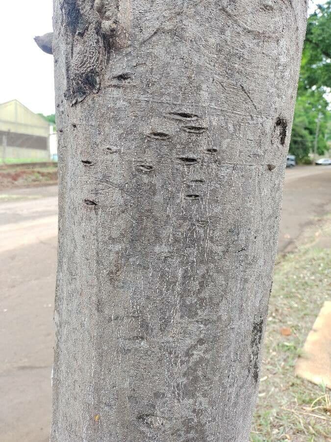 Balfourodendron 11