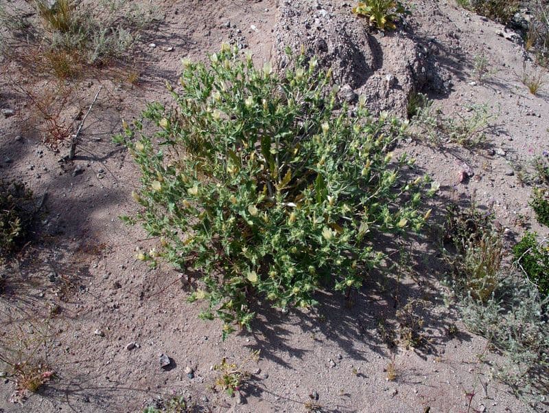 Mentzelia involucrata 10