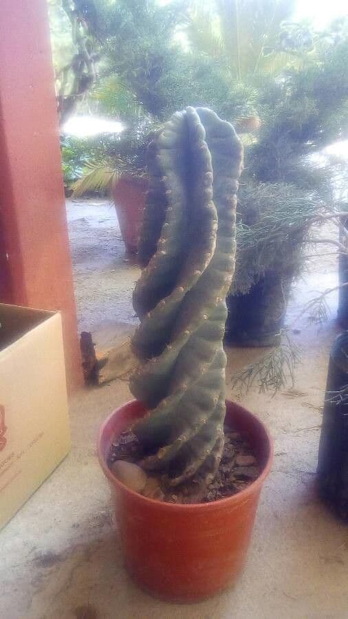 Cactus 9