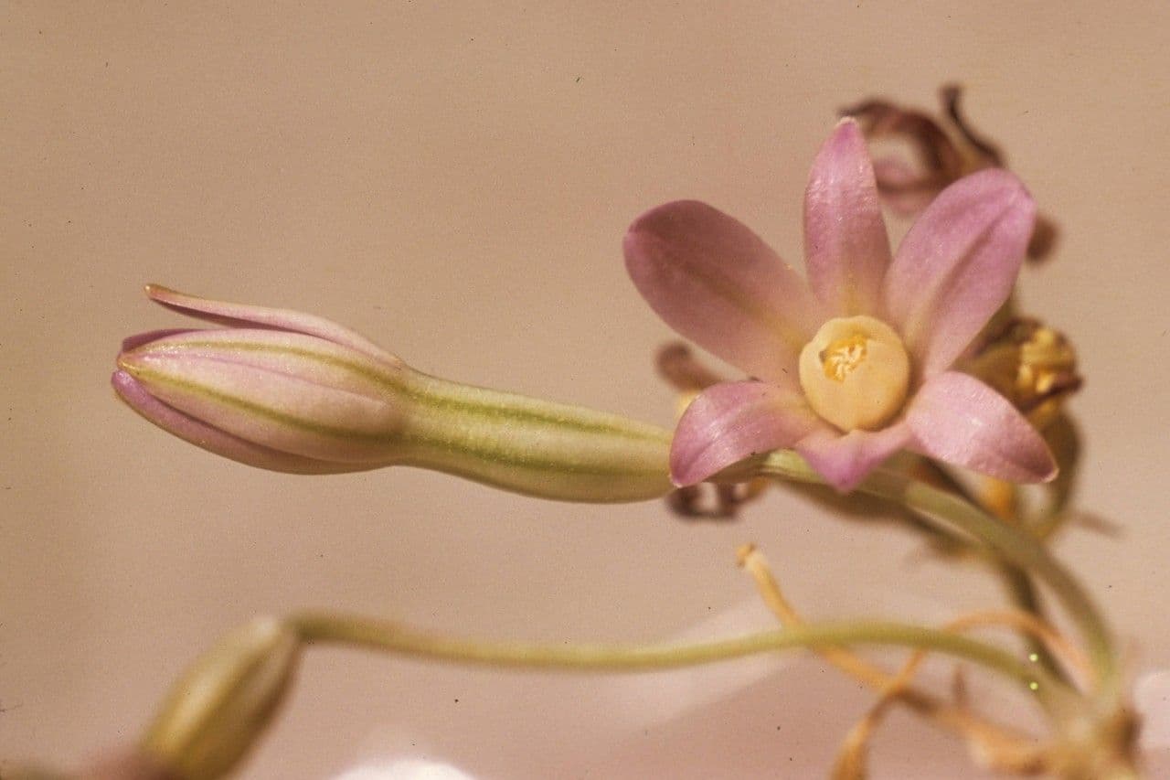 Brodiaea bledá 5