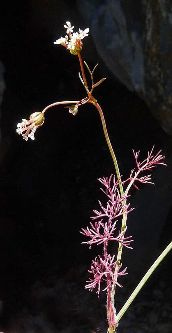 Perifollo austral 26