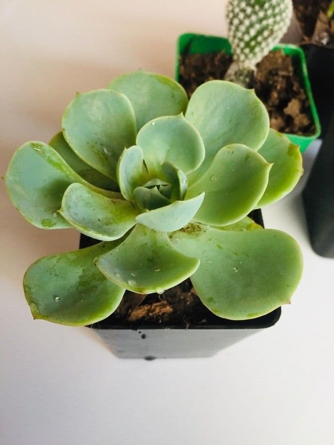 Echeveria secunda 15