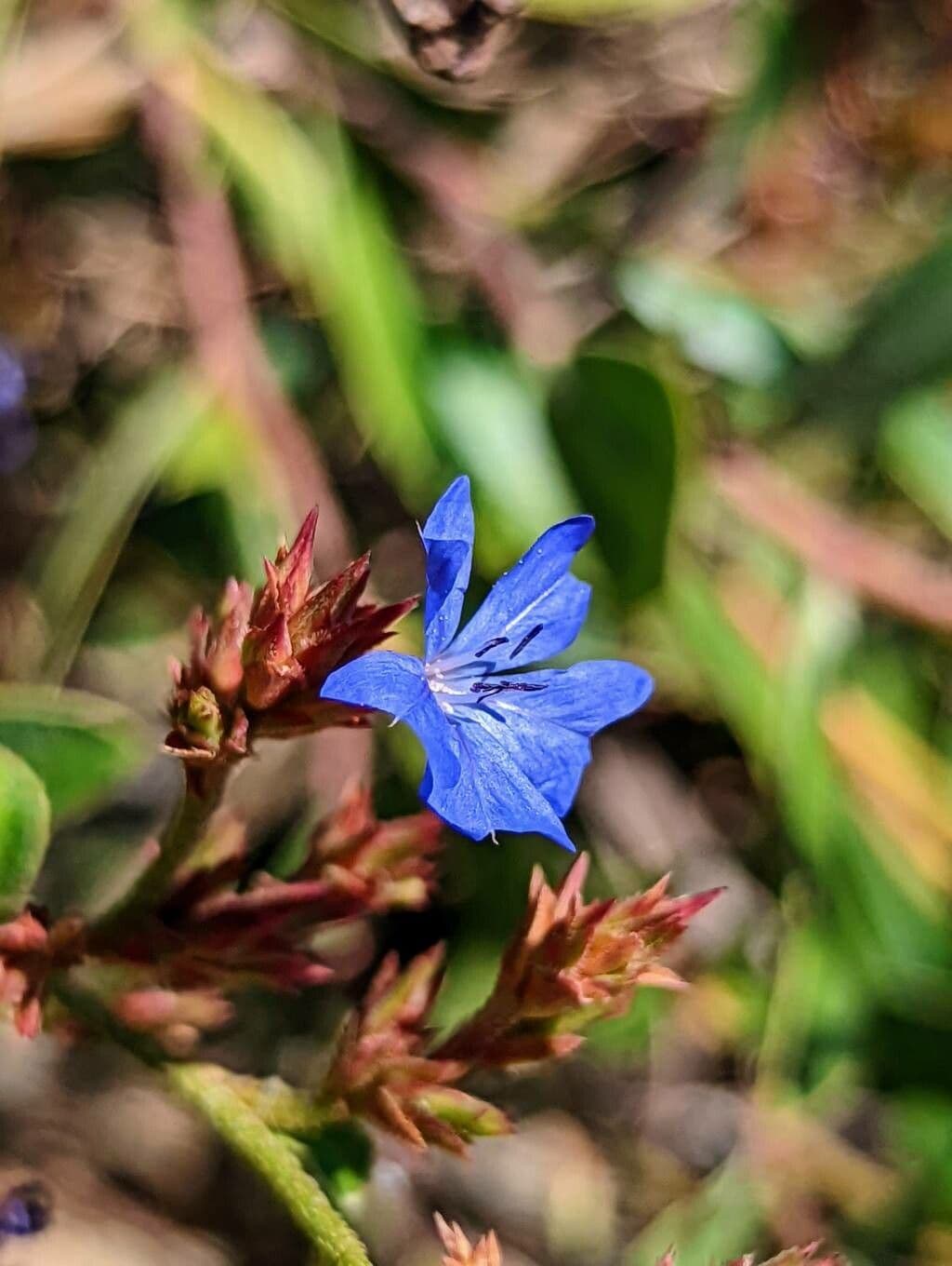Ceratostigma nano 2