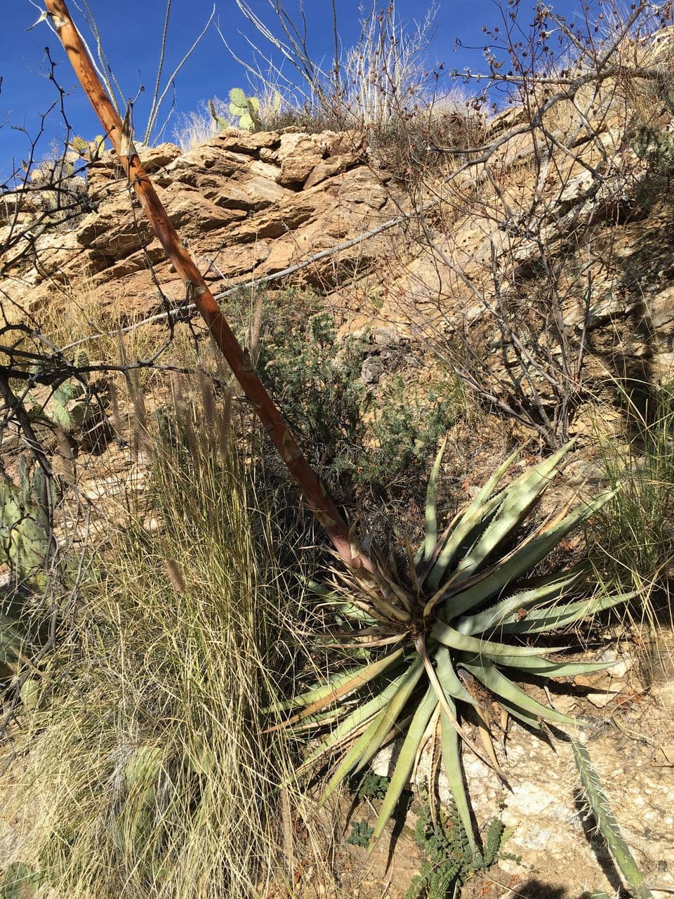 Agave 4
