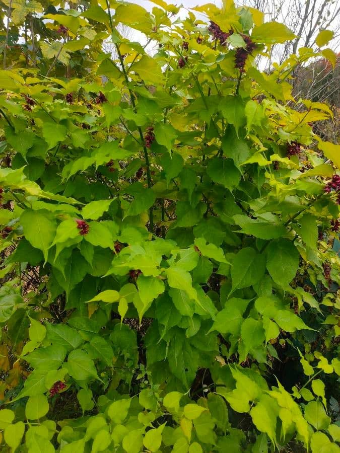 Leycesteria 15