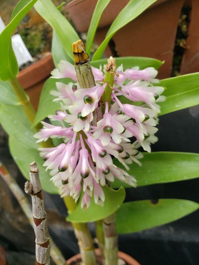 Dendrobium