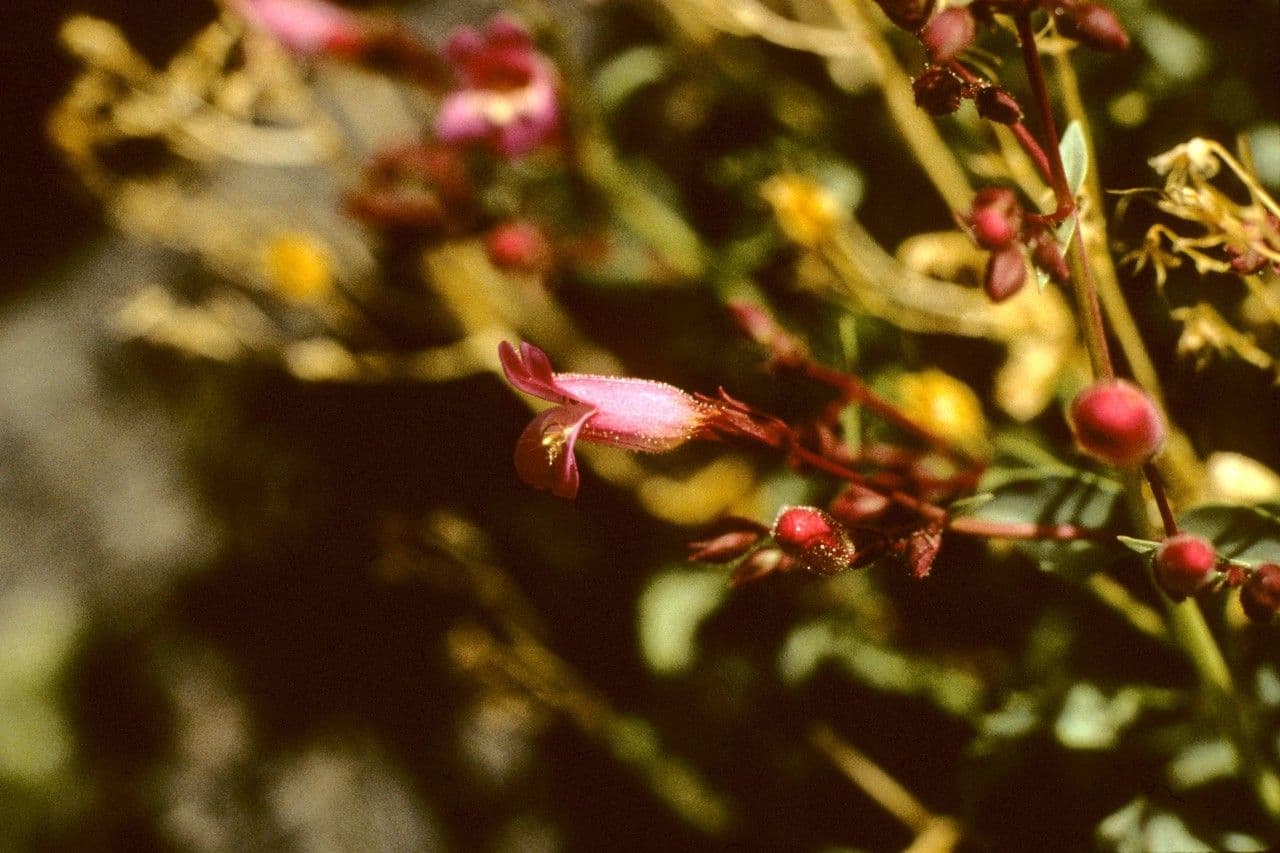 Penstemon picciolato
