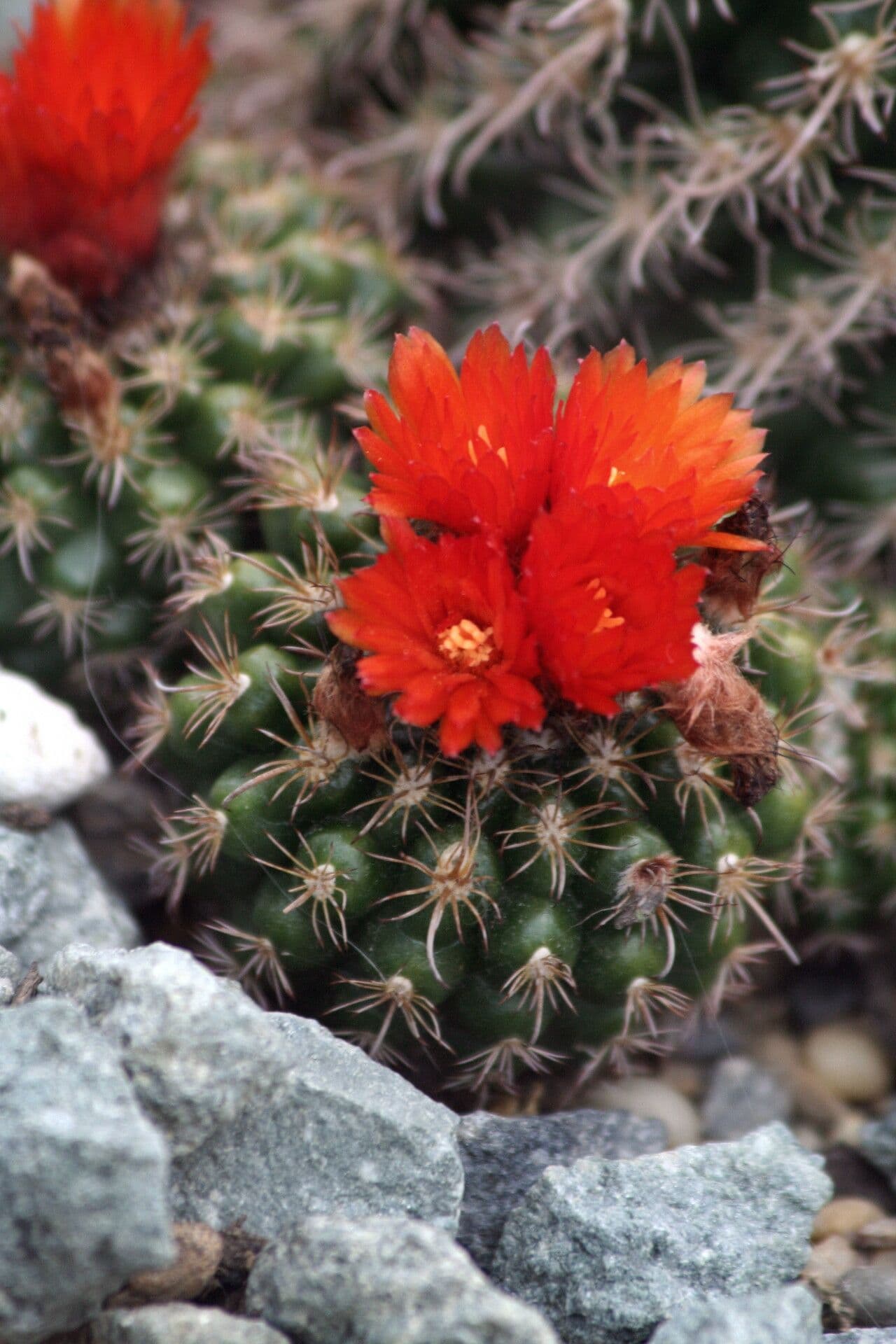 Parodia 3